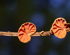 Anthracophyllum archeri image