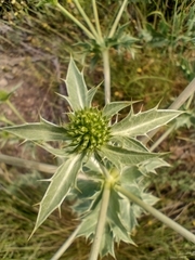 Eryngium campestre