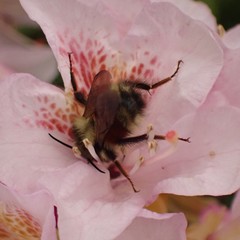 Bombus melanopygus