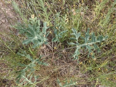 Eryngium campestre