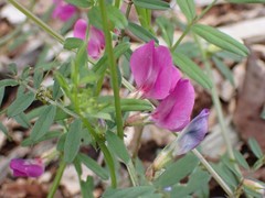 Vicia sativa