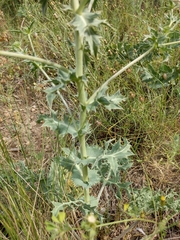 Eryngium campestre