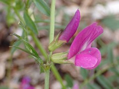 Vicia sativa