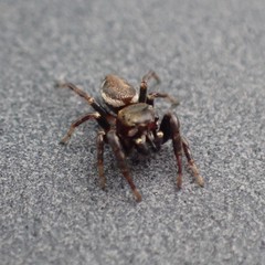 Metaphidippus manni