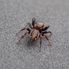 Metaphidippus manni