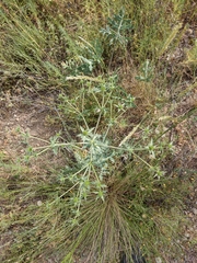 Eryngium campestre
