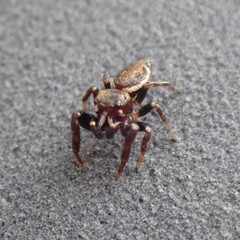 Metaphidippus manni