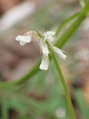 Vicia hirsuta