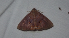 Dyomyx cimolia