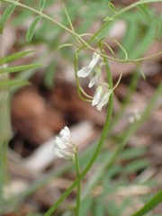 Vicia hirsuta