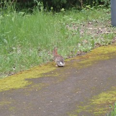 Sylvilagus floridanus