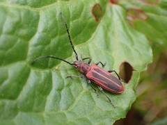 Holopleura marginata