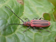Holopleura marginata