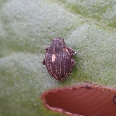 Rhinoncus leucostigma