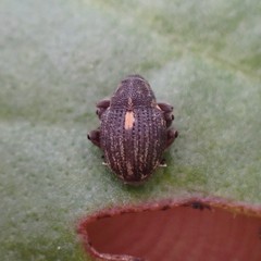 Rhinoncus leucostigma