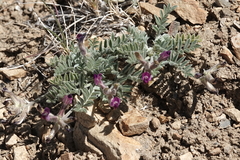 Astragalus leucolobus