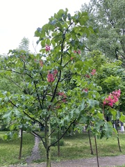 Aesculus × carnea