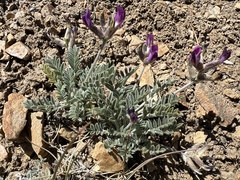Astragalus leucolobus