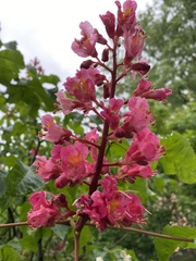 Aesculus × carnea