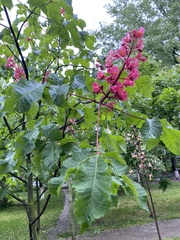 Aesculus × carnea
