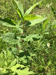 Triosteum aurantiacum