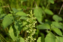 Platanthera flava herbiola
