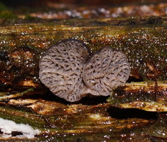 Resupinatus merulioides image