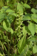 Platanthera flava herbiola