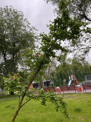 Crataegus mollis