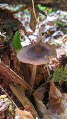 Entoloma conferendum