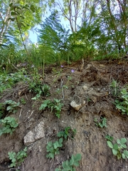 Viola bubanii