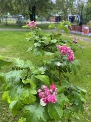 Crataegus mollis