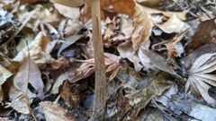 Entoloma conferendum