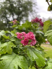 Crataegus mollis