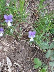 Viola bubanii