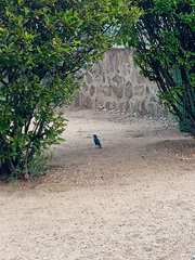 Lamprotornis chalybaeus