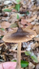 Entoloma conferendum