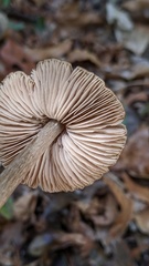 Entoloma conferendum