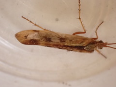 Limnephilus marmoratus