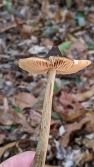 Entoloma conferendum