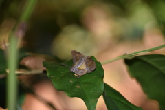 Fascellina meligerys