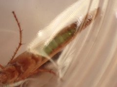 Limnephilus marmoratus