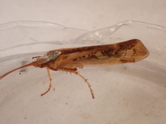 Limnephilus marmoratus