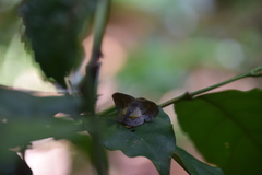Fascellina meligerys