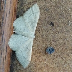 Idaea deversaria