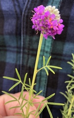 Dalea compacta