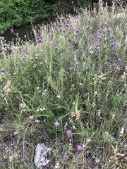 Dalea compacta
