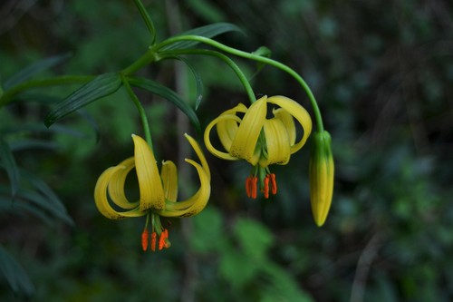 Lilium pyrenaicum Gouan