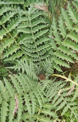 Cynara tournefortii