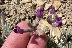 Astragalus leucolobus